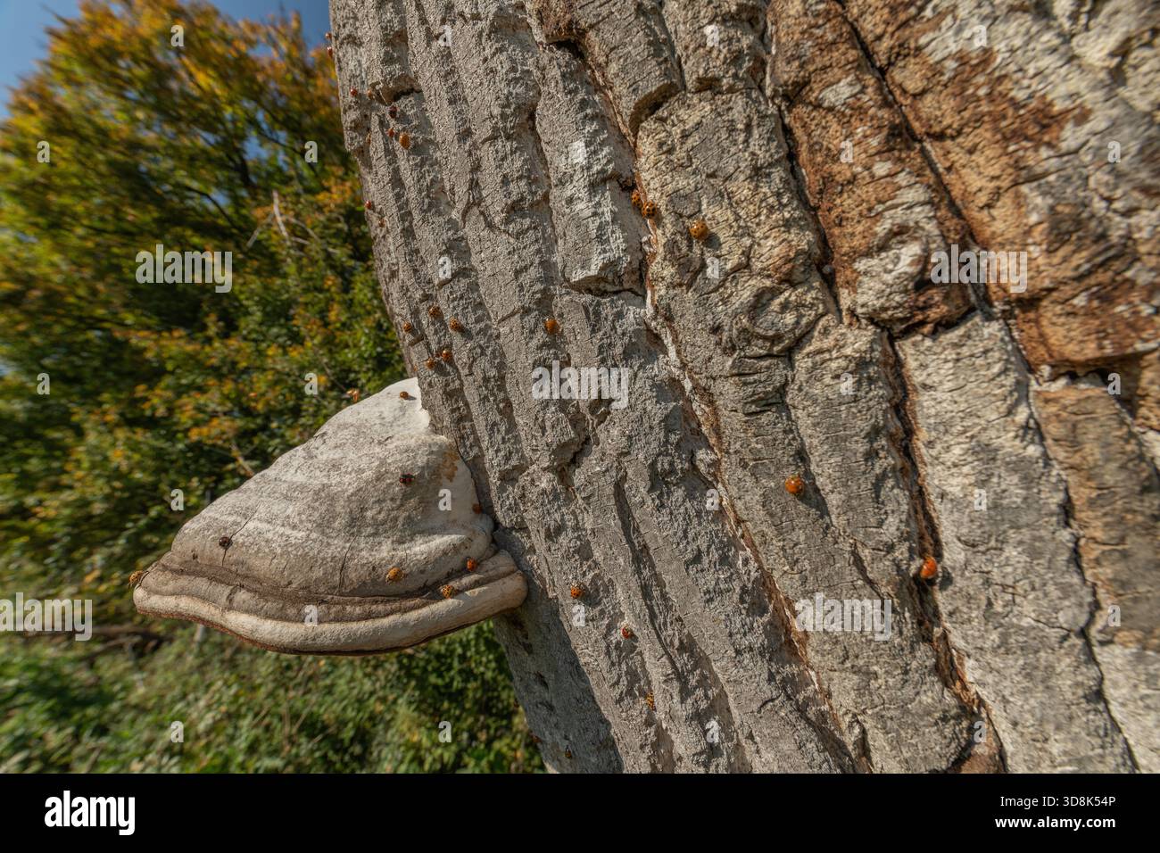 Pilze wachsen auf Rinde von alten Bäumen im grünen Wald. Die Sonne scheint durch die Blätter und schafft eine friedliche Atmosphäre. Invasion asiatischer Marienkäfer. Bas Rhin, Elsass, Frankreich, Europa. Stockfoto