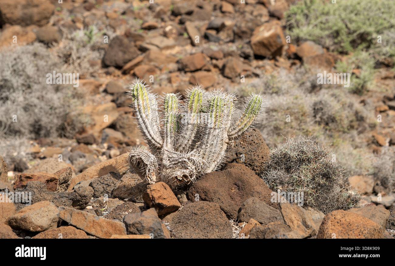 Euphorbia handiensis (Jandia cactus), eine seltene Pflanze und gefährdete Art, endemisch auf der Halbinsel Jandia, einem abgelegenen Gebiet im Süden Fuertevenuras, Stockfoto