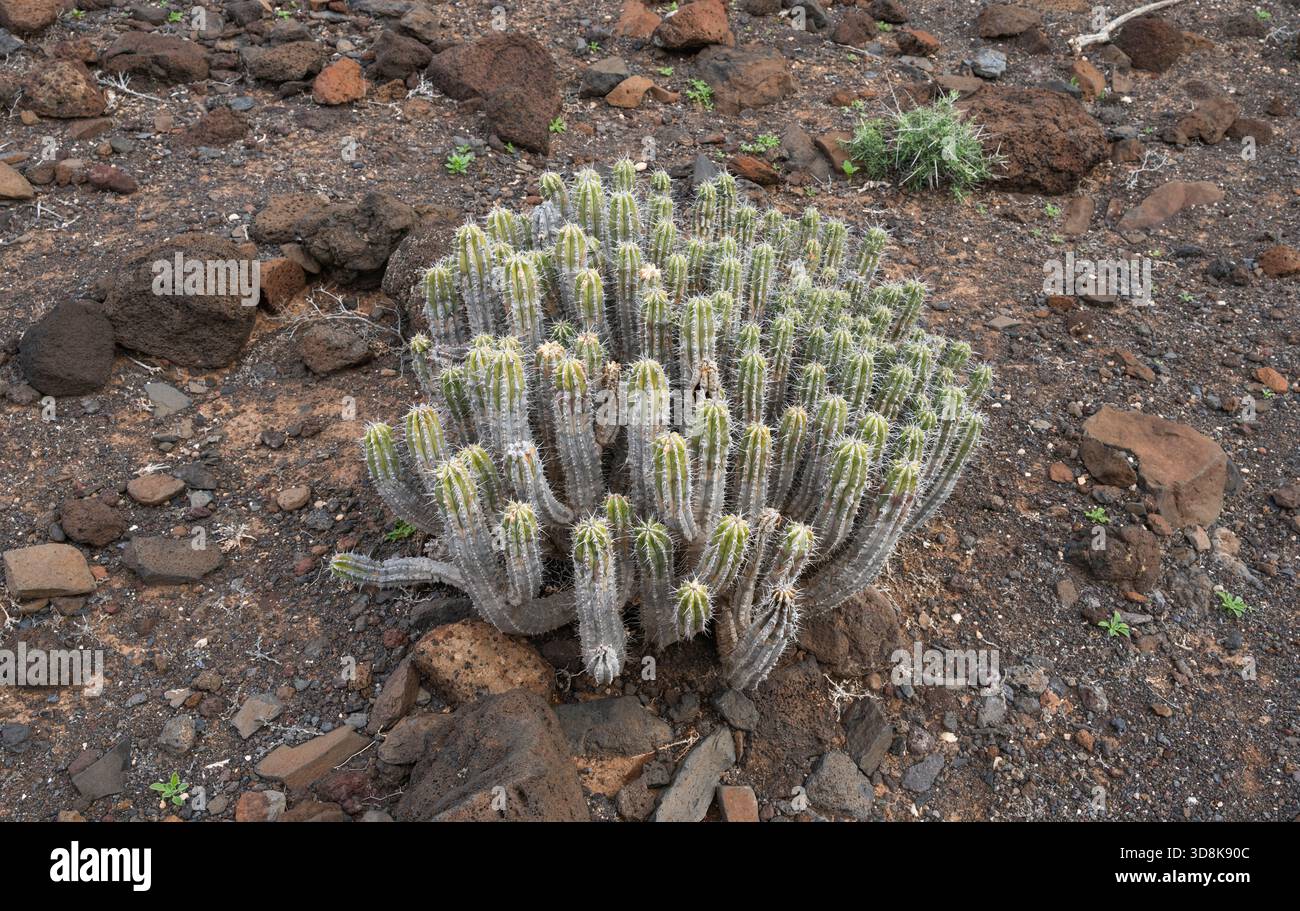 Euphorbia handiensis (Jandia cactus), eine seltene Pflanze und gefährdete Art, endemisch auf der Halbinsel Jandia, einem abgelegenen Gebiet im Süden Fuertevenuras, Stockfoto