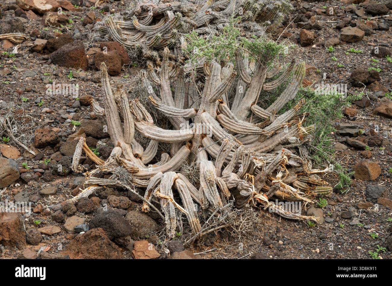 Euphorbia handiensis (Jandia cactus), eine seltene Pflanze und gefährdete Art, endemisch auf der Halbinsel Jandia, einem abgelegenen Gebiet im Süden Fuertevenuras, Stockfoto