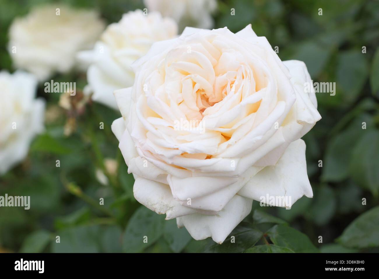 Rosa Betty's Smile, cremeweiß rosa getönte Hybrid-Teerose, auch bekannt als Rosa „Websmile“ Stockfoto