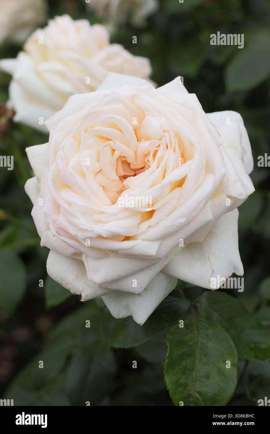 Rosa Betty's Smile, cremeweiß rosa getönte Hybrid-Teerose, auch bekannt als Rosa „Websmile“ Stockfoto