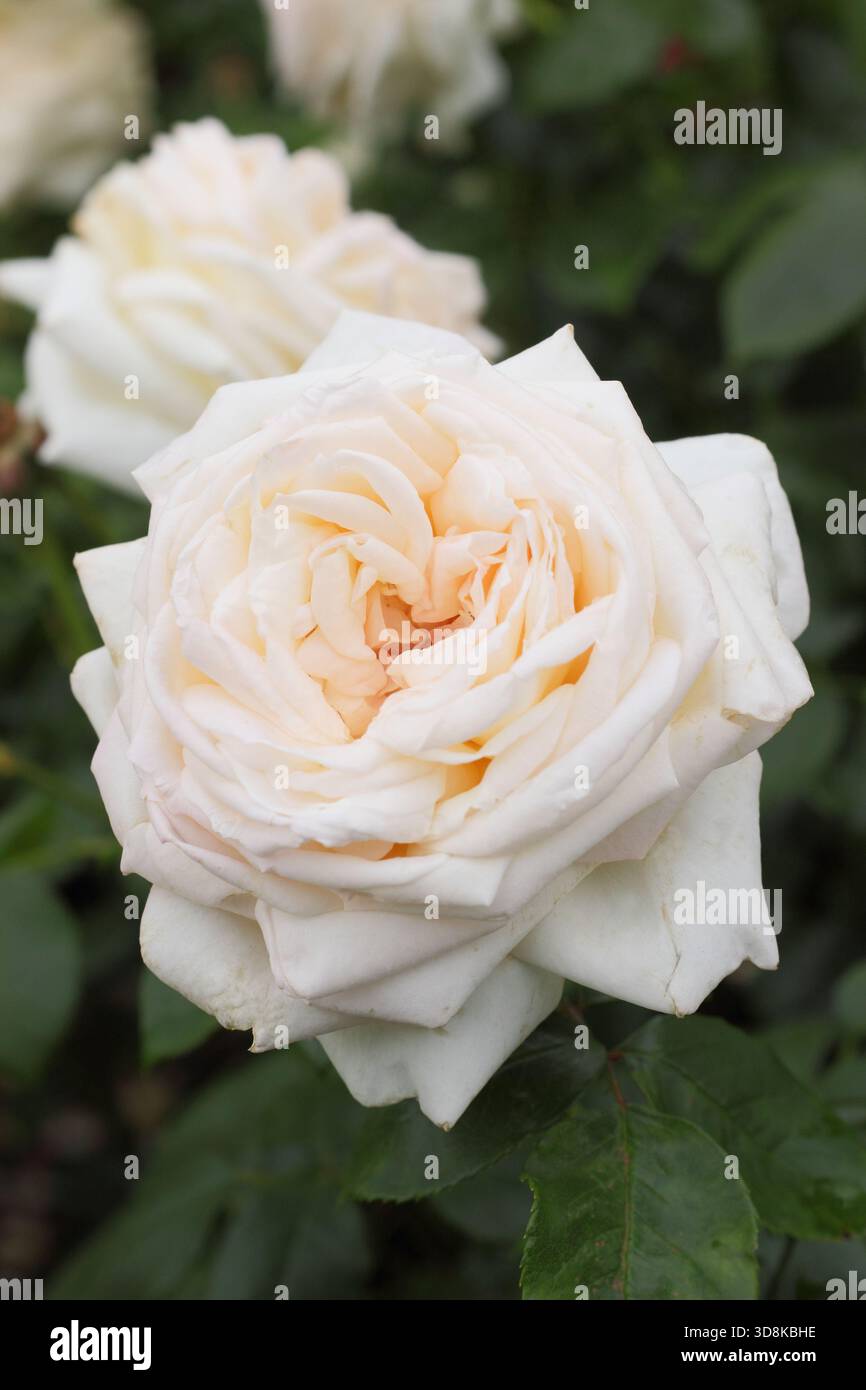 Rosa Betty's Smile, cremeweiß rosa getönte Hybrid-Teerose, auch bekannt als Rosa „Websmile“ Stockfoto