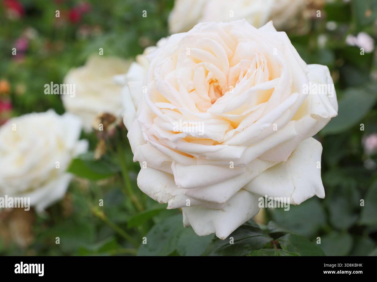 Rosa Betty's Smile, cremeweiß rosa getönte Hybrid-Teerose, auch bekannt als Rosa „Websmile“ Stockfoto
