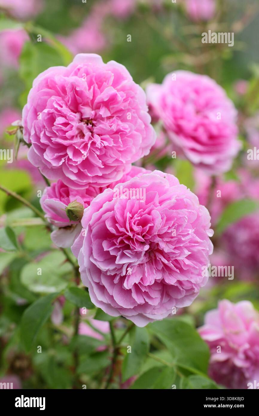 Rosa Harlow Carr, eine duftende, doppelte, rosa Sträucherrose, gezüchtet von David Austin, in einer Gartenkante. Auch bekannt als Aushouse. Stockfoto