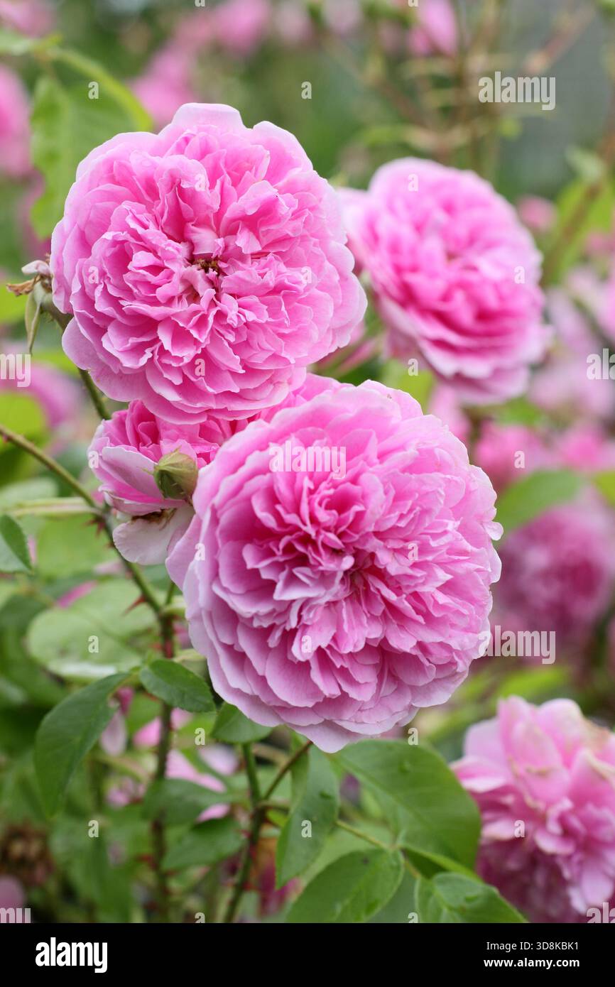Rosa Harlow Carr, eine duftende, doppelte, rosa Sträucherrose, gezüchtet von David Austin, in einer Gartenkante. Auch bekannt als Aushouse. Stockfoto