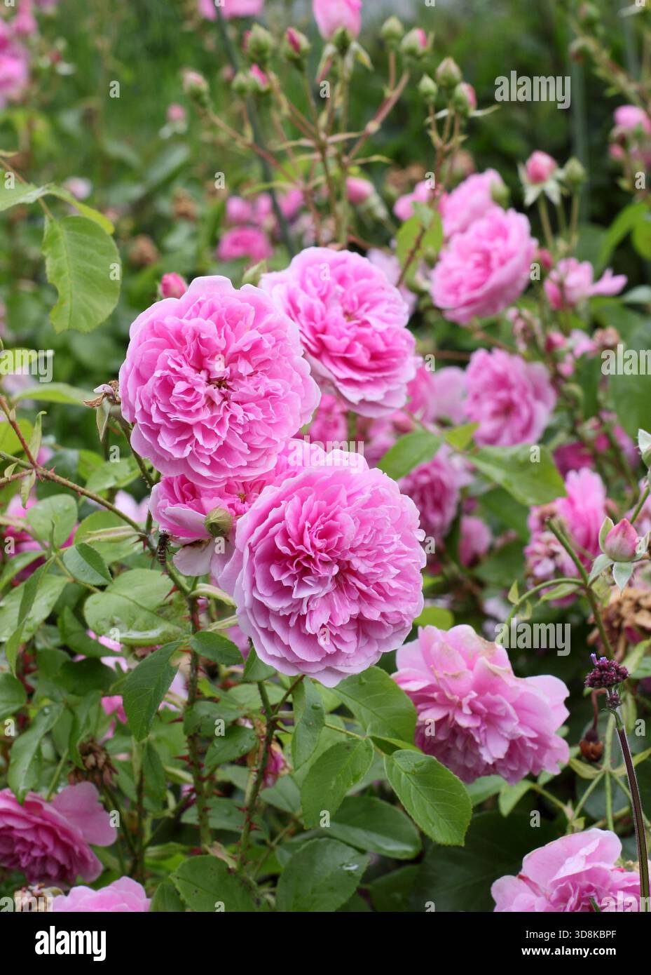 Rosa Harlow Carr, eine duftende, doppelte, rosa Sträucherrose, gezüchtet von David Austin, in einer Gartenkante. Auch bekannt als Aushouse. Stockfoto