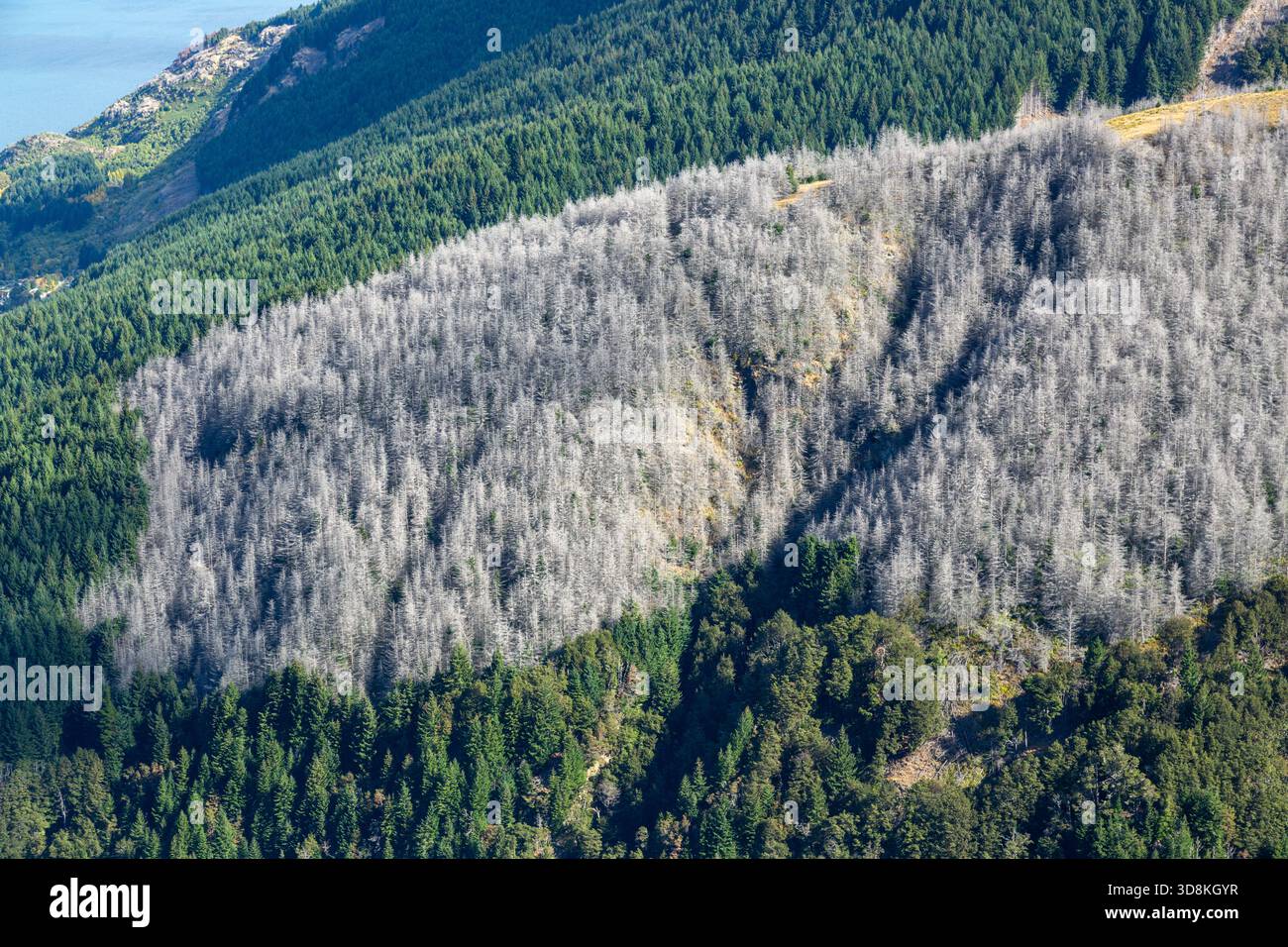 Graue, wilde Kiefern, die vergiftet wurden, um sie aus der Umwelt zu entfernen, Queenstown, Otago, Neuseeland Stockfoto