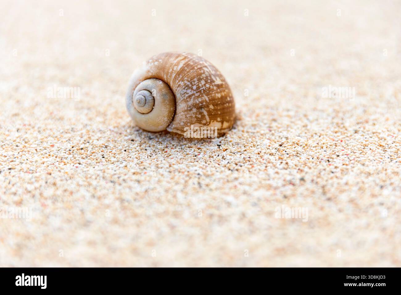 Nahaufnahme der Schneckenmuschel auf weißem Sand am Strand, Insel Sumba, Indonesien Stockfoto