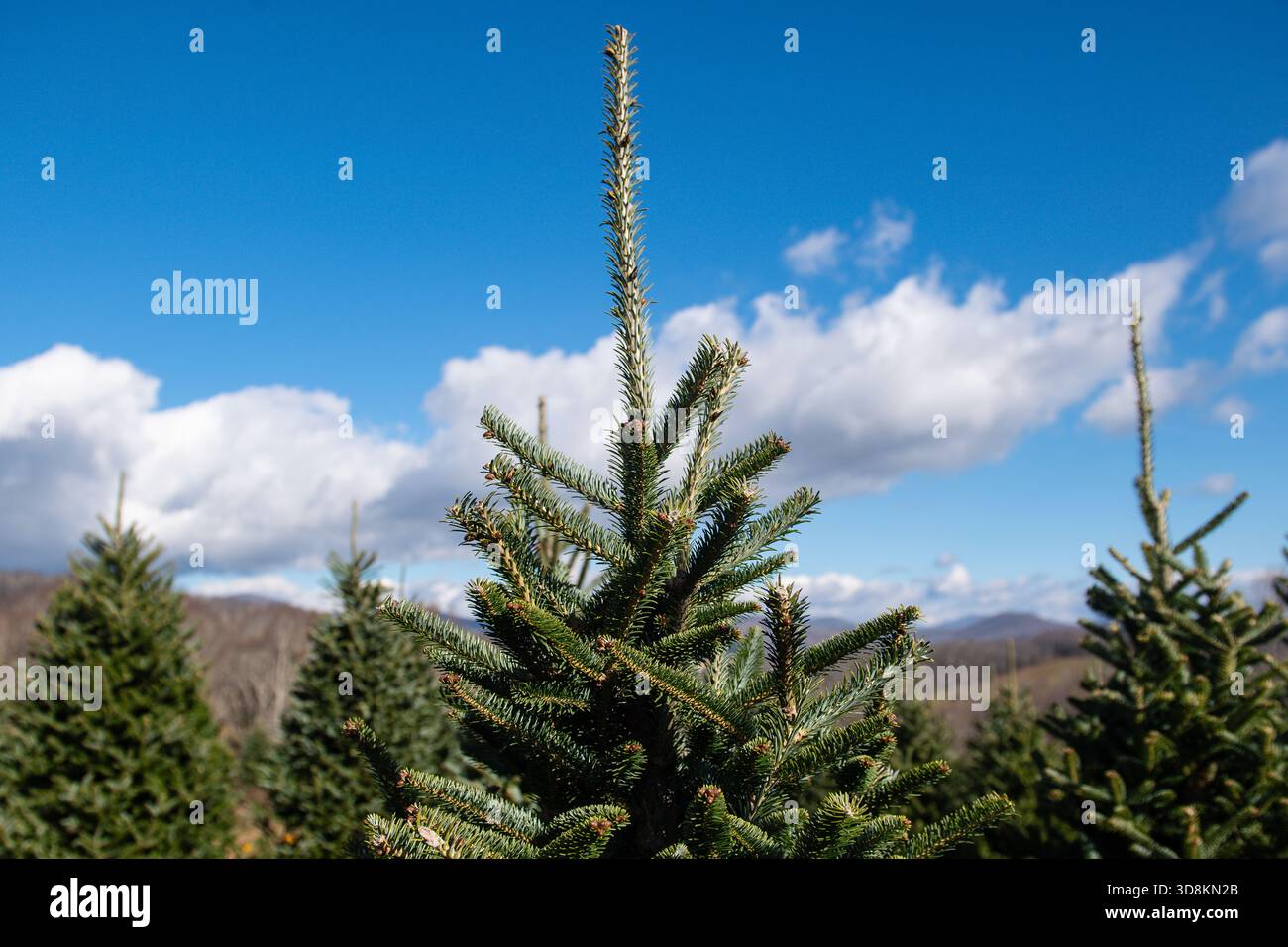 Weihnachtsbaum von einer Weihnachtsbaumfarm im WATAUGA COUNTY, North Carolina, in den BLUE RIDGE MOUNTAINS. Paul Todd/OUTSIDEIMAGE Stockfoto