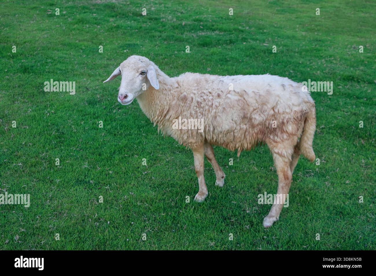 Ein dreckiges weißes Wollschaf, das auf grünem Gras steht. Stockfoto