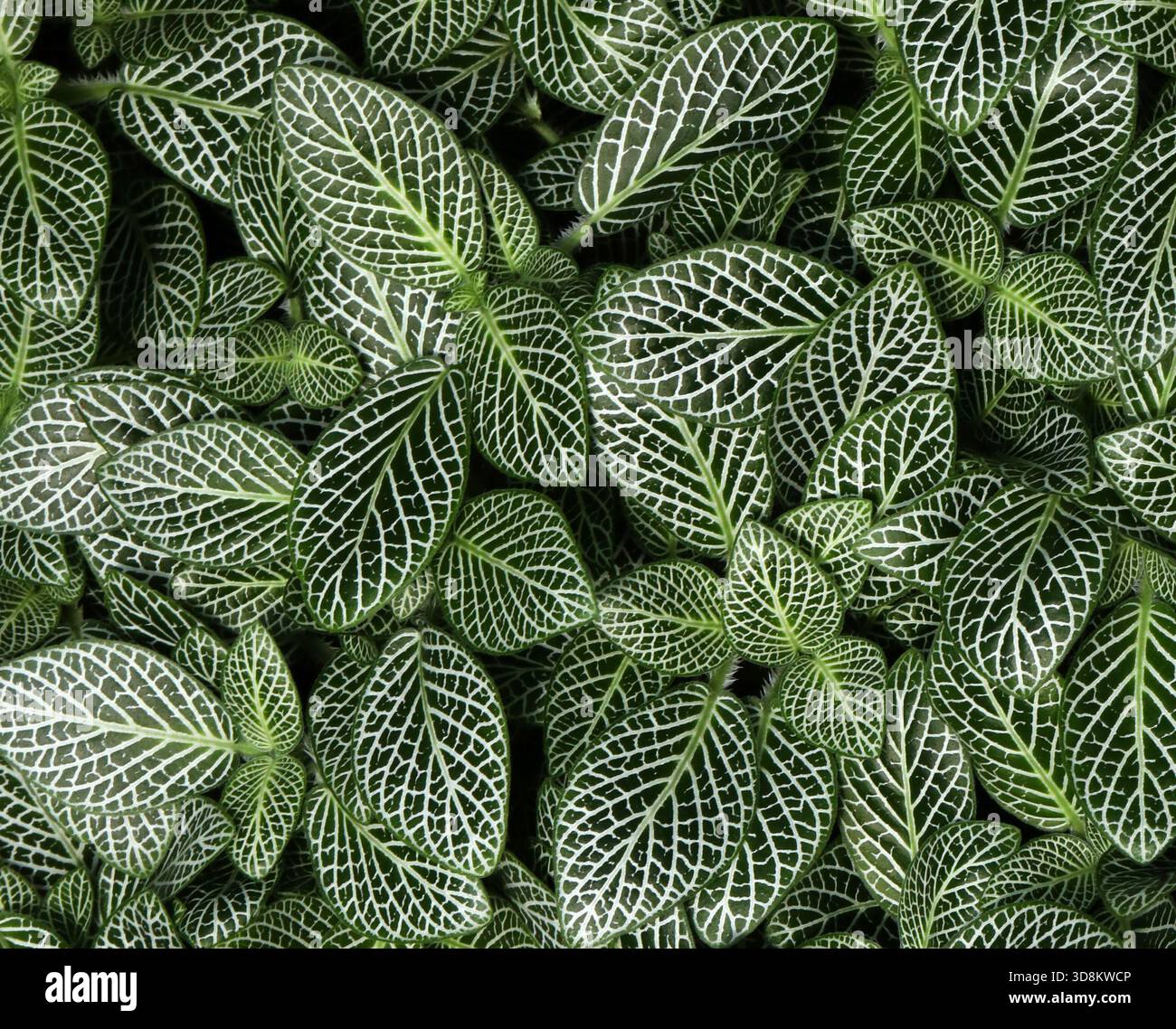 Beliebte gartenpflanze -Fotos und -Bildmaterial in hoher Auflsung  Alamy