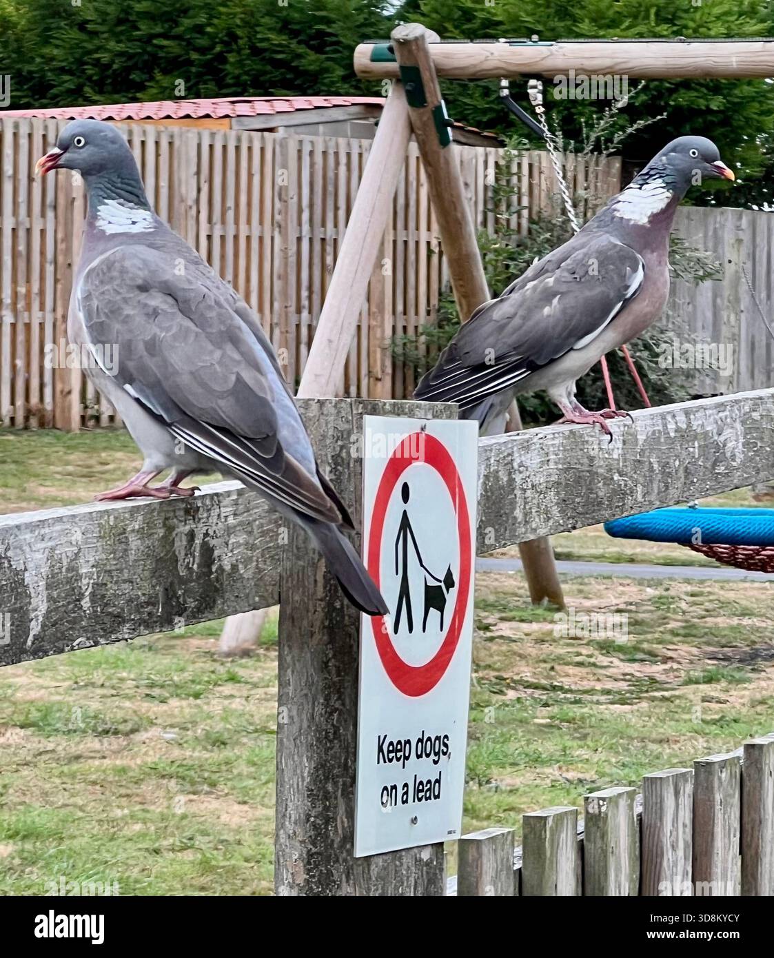 Zwei Tauben auf einem Zaun, North Yorkshire, Großbritannien Stockfoto