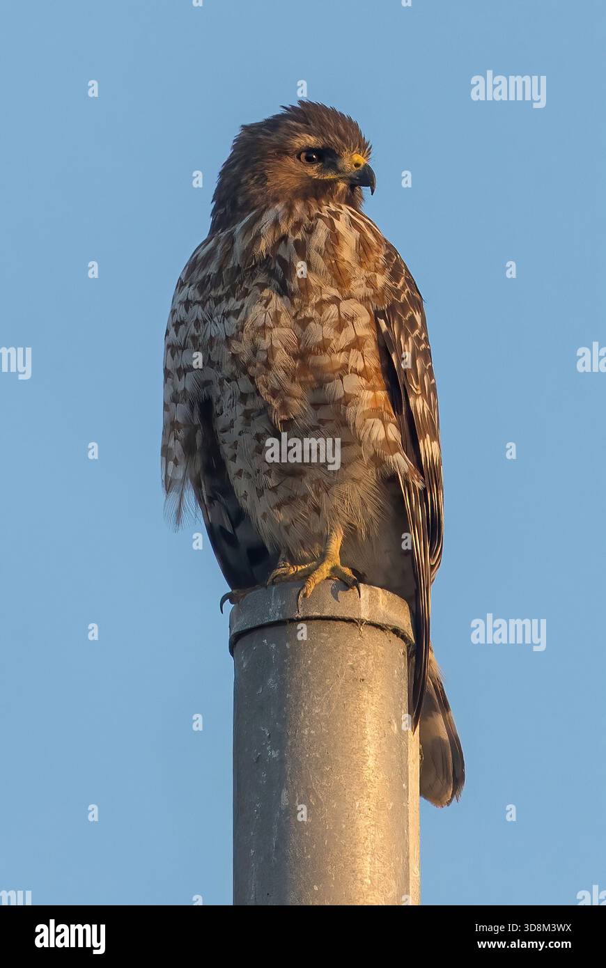 Rotschultriger Hawk, der auf einer Stange sitzt. Sunnyvale Baylands, Santa Clara County, Kalifornien. Stockfoto