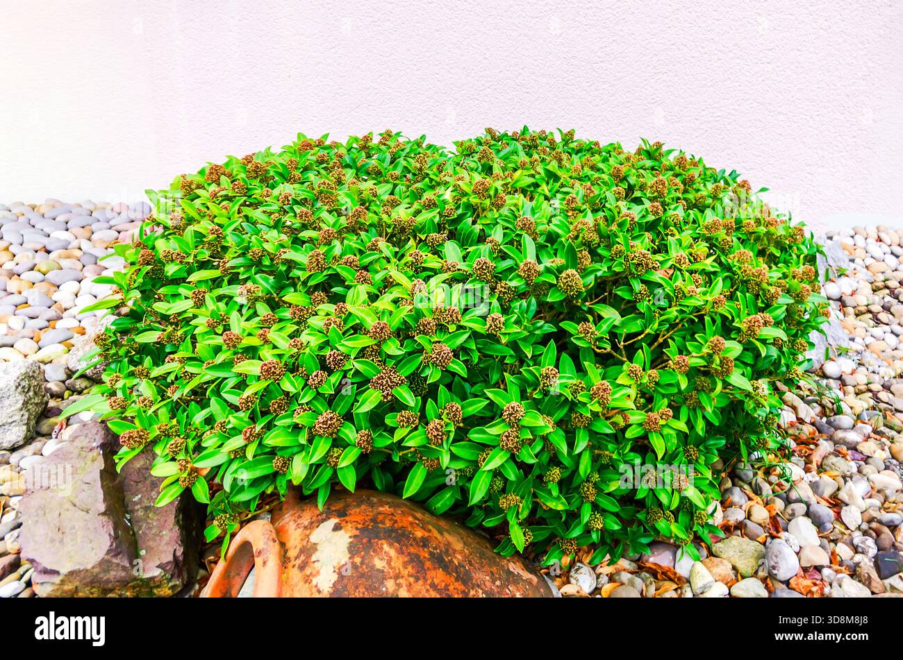 Leuchtend grüner Busch mit kleinen braunen Knospen in einer Gartenumgebung Stockfoto
