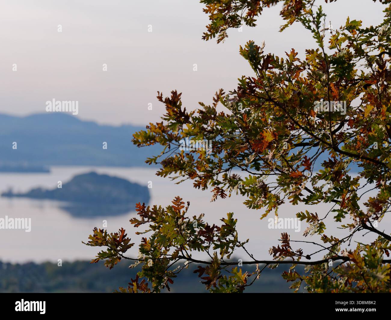 Herbstfarben an einem Ast mit dem Lago di Bolsena und der Insel unscharf im Hintergrund, gesehen von Montefiascone, Region Lazio, Italien. 30. November 2025 Stockfoto