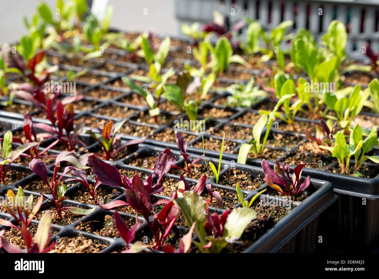 Rote und grüne Jungpflanzen, die in einem Gitter aus kleinen Plastikzellen in Tabletts in einem hellen, sonnigen Gewächshaus wachsen Stockfoto