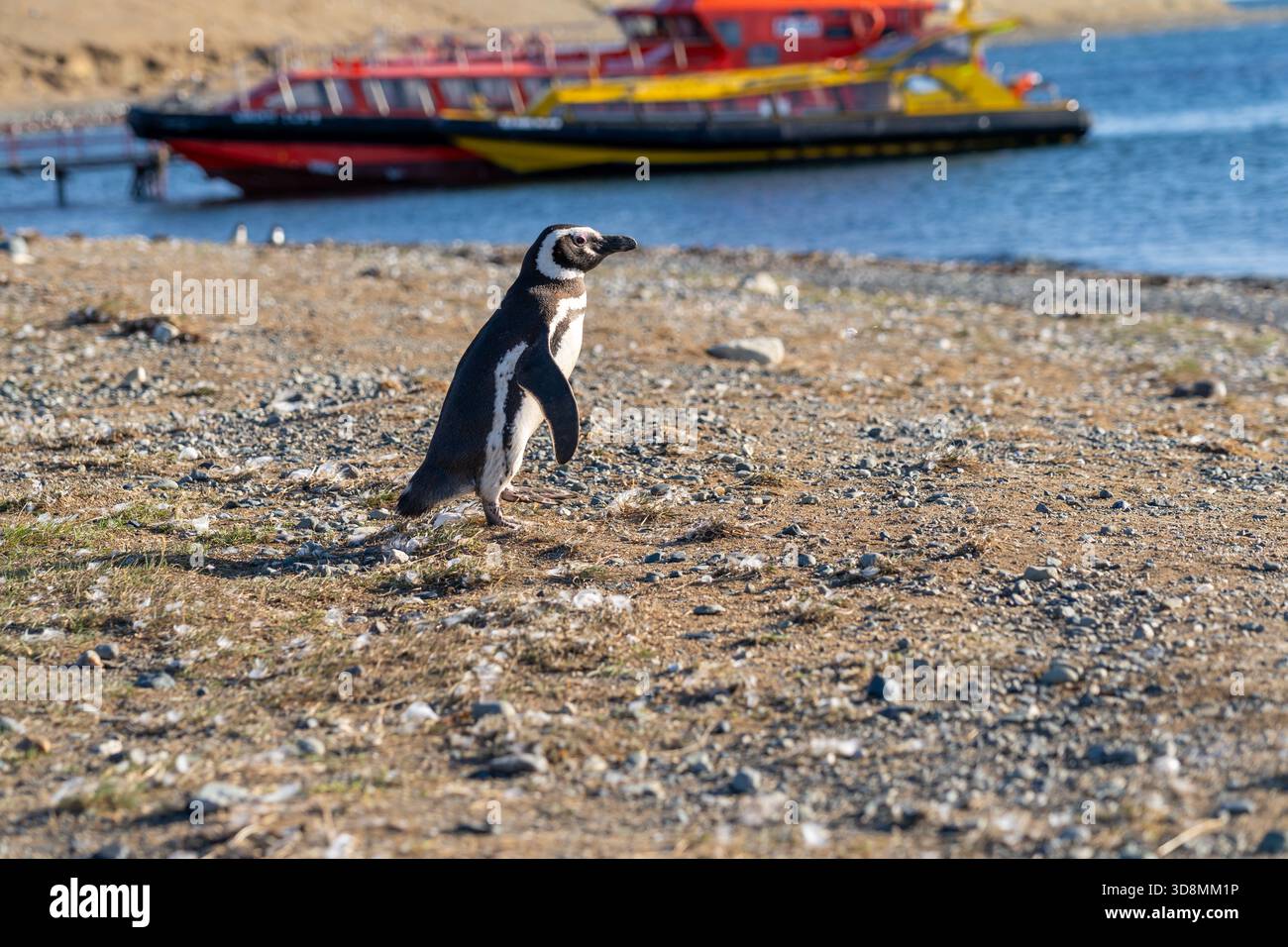 Ein Magellanpinguin am Strand mit einem Ausflugsboot im Hintergrund auf der Insel Magdalena, Punta Arenas, Chile. Stockfoto