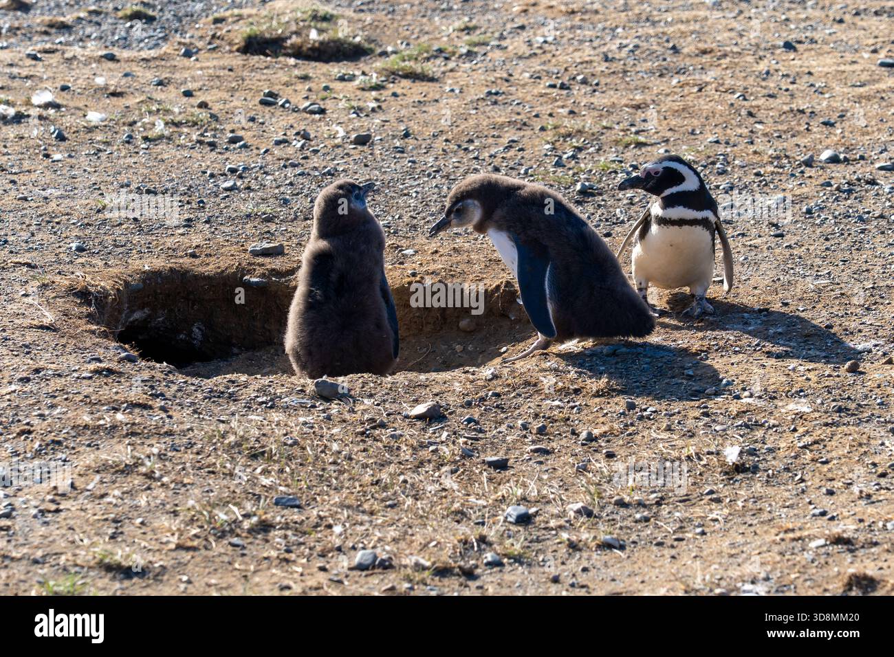 Zwei junge Magellan-Pinguine und ein erwachsener Pinguin stehen in ihrem Nest auf der Insel Magdalena, Punta Arenas, Chile. Stockfoto