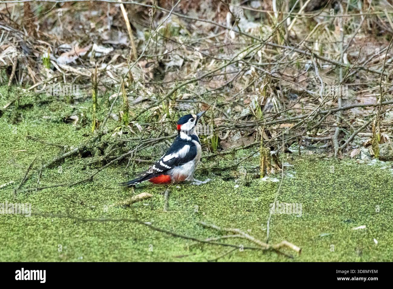 Bundtspecht sucht nach Wasser im Winter Buntspecht im Winter Buntspecht im Januar *** Durchfluteter Spechte auf der Suche nach Wasser im Winter Stockfoto