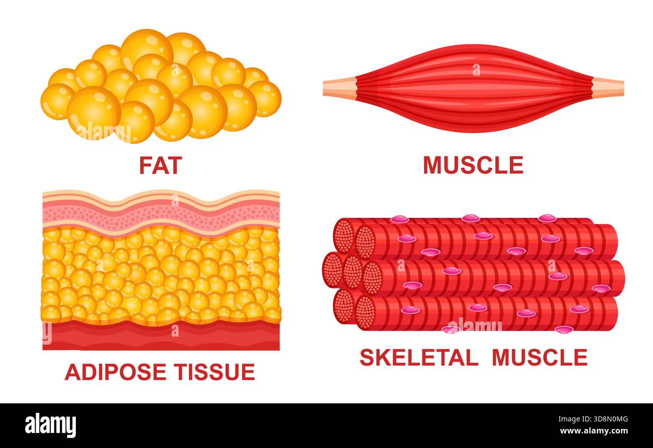 Muskelfaser, Fettgewebe, anatomische Struktur des Skelettmuskensystems. Hautschicht des menschlichen Körpers. Gewichtsverlust, Gesundheit körperliche Stärke Vektor Stock Vektor