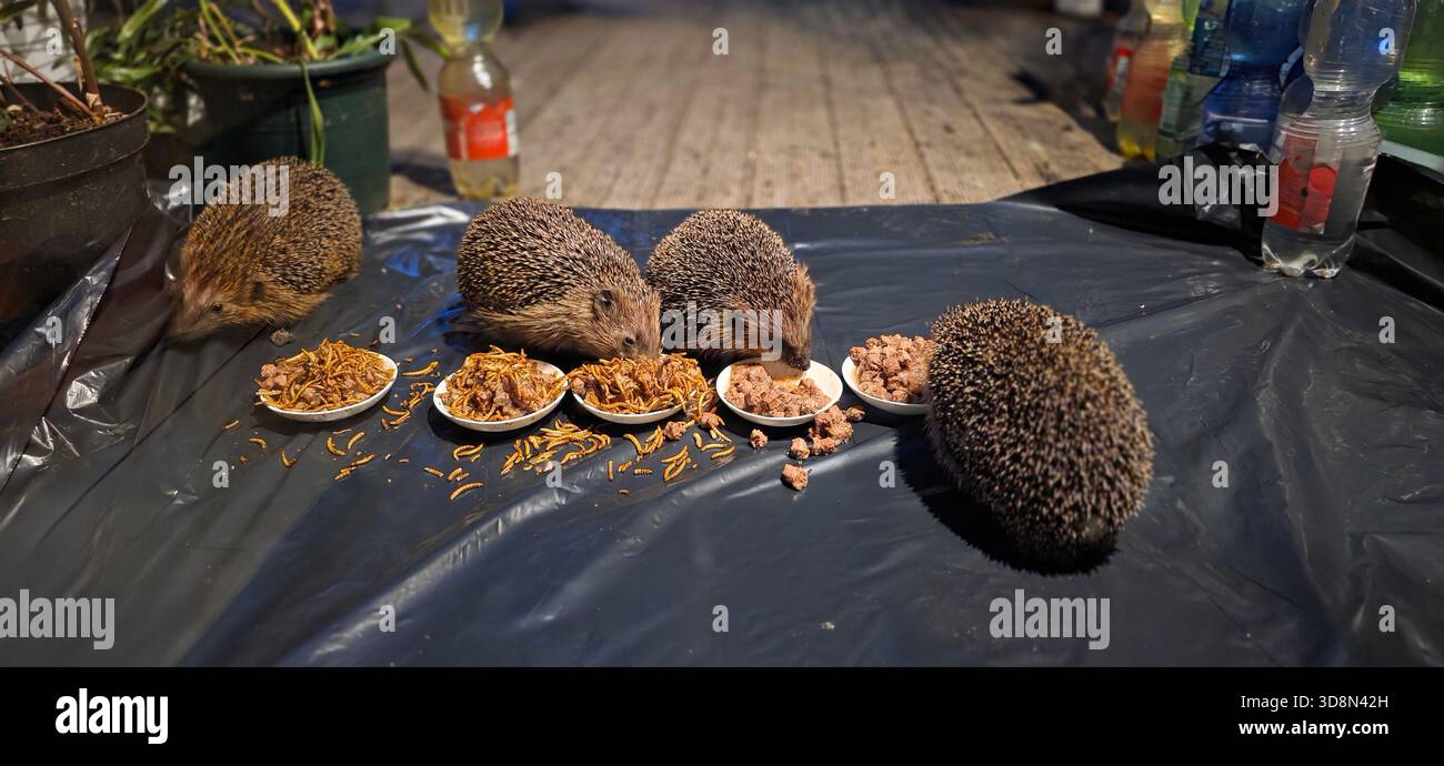 Eine Gruppe von Igeln isst nachts von kleinen Tellern im Freien. - Smartphone-aufgenommenes Stockfoto