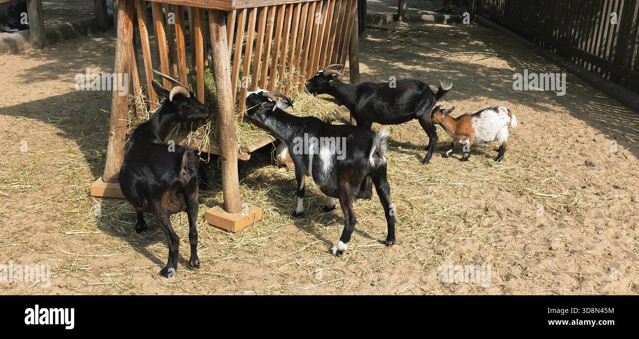 Eine Gruppe von Ziegen ernährt sich in einem hölzernen Trog auf einem sonnigen Bauernhof, umgeben von Stroh und natürlichen Texturen, die das ländliche Leben veranschaulichen. - Smartphone-aufgenommenes Stockfoto