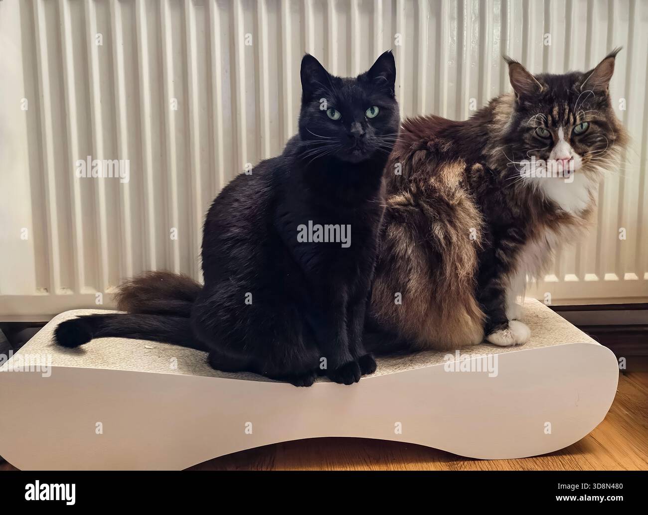 Zwei Katzen, eine schwarze und eine flauschige, ruhen auf stilvollen Katzenmöbeln in der Nähe eines Heizkörpers und schaffen eine warme und einladende Atmosphäre. - Smartphone-aufgenommenes Stockfoto