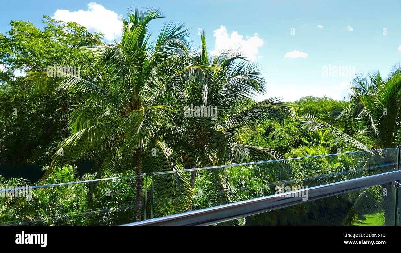 Ein Balkon mit Blick auf einen üppigen Palmenwald (Arecaceae), mit sonnendurchfluteten Fronten, die eine ruhige tropische Atmosphäre schaffen. Stockfoto