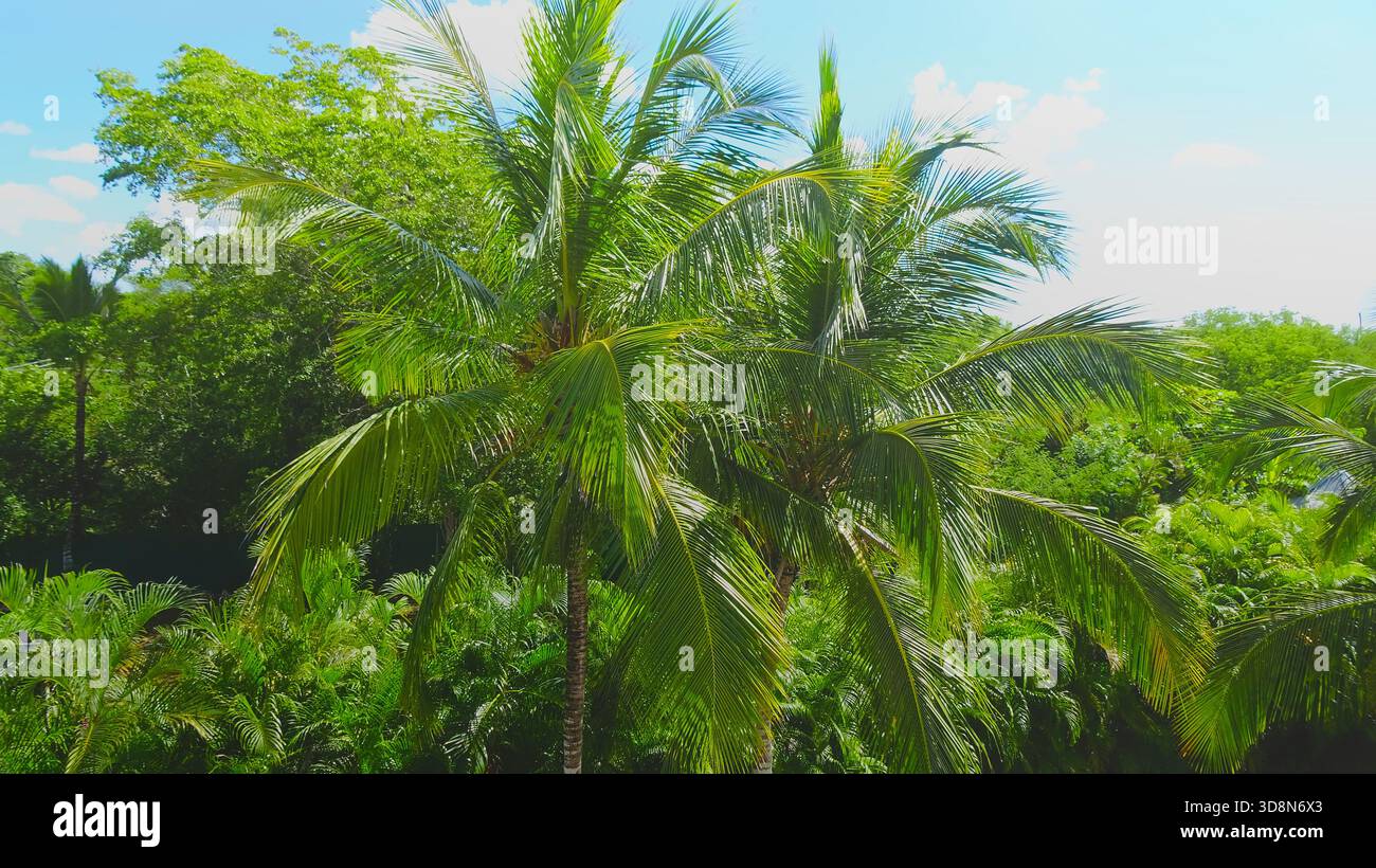 Ein Balkon mit Blick auf einen üppigen Palmenwald (Arecaceae), mit sonnendurchfluteten Fronten, die eine ruhige tropische Atmosphäre schaffen. Stockfoto