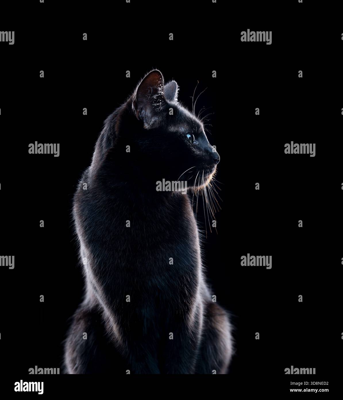 Seitenprofil einer schwarzen Katze auf schwarzem Hintergrund Stockfoto