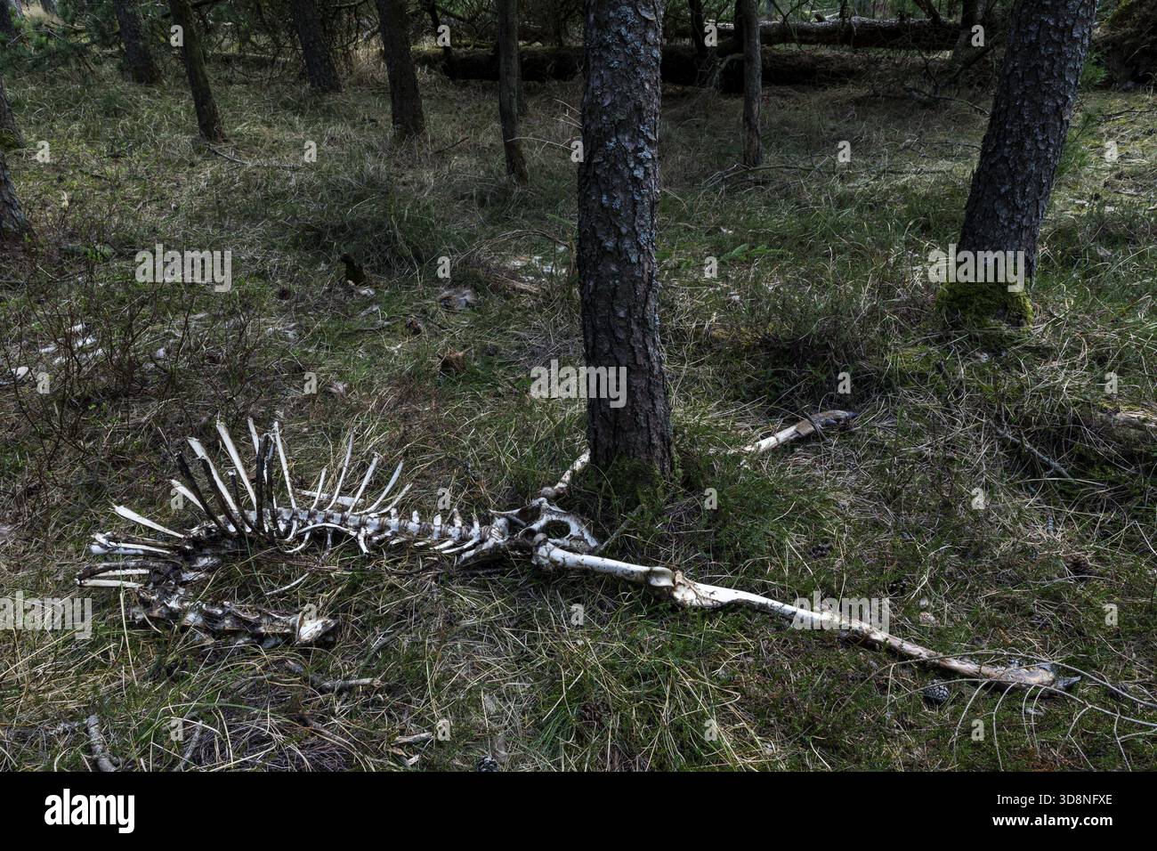 Die Überreste des Rotwild (Cervus elaphus), gefangen von Wölfen (Canis Lupus), Beute, Skelett, Knochen, Dänemark Stockfoto