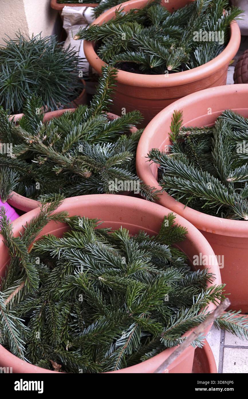 Kiefernzweige als Frostschutz an Blumentöpfen, Winter, Deutschland Stockfoto
