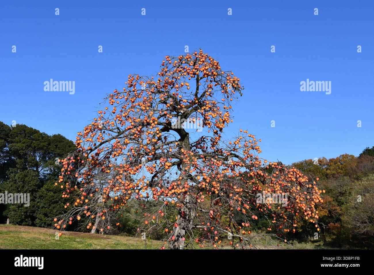 Ein einsamer, alter Persimmonbaum auf einer Waldlichtung. Stockfoto