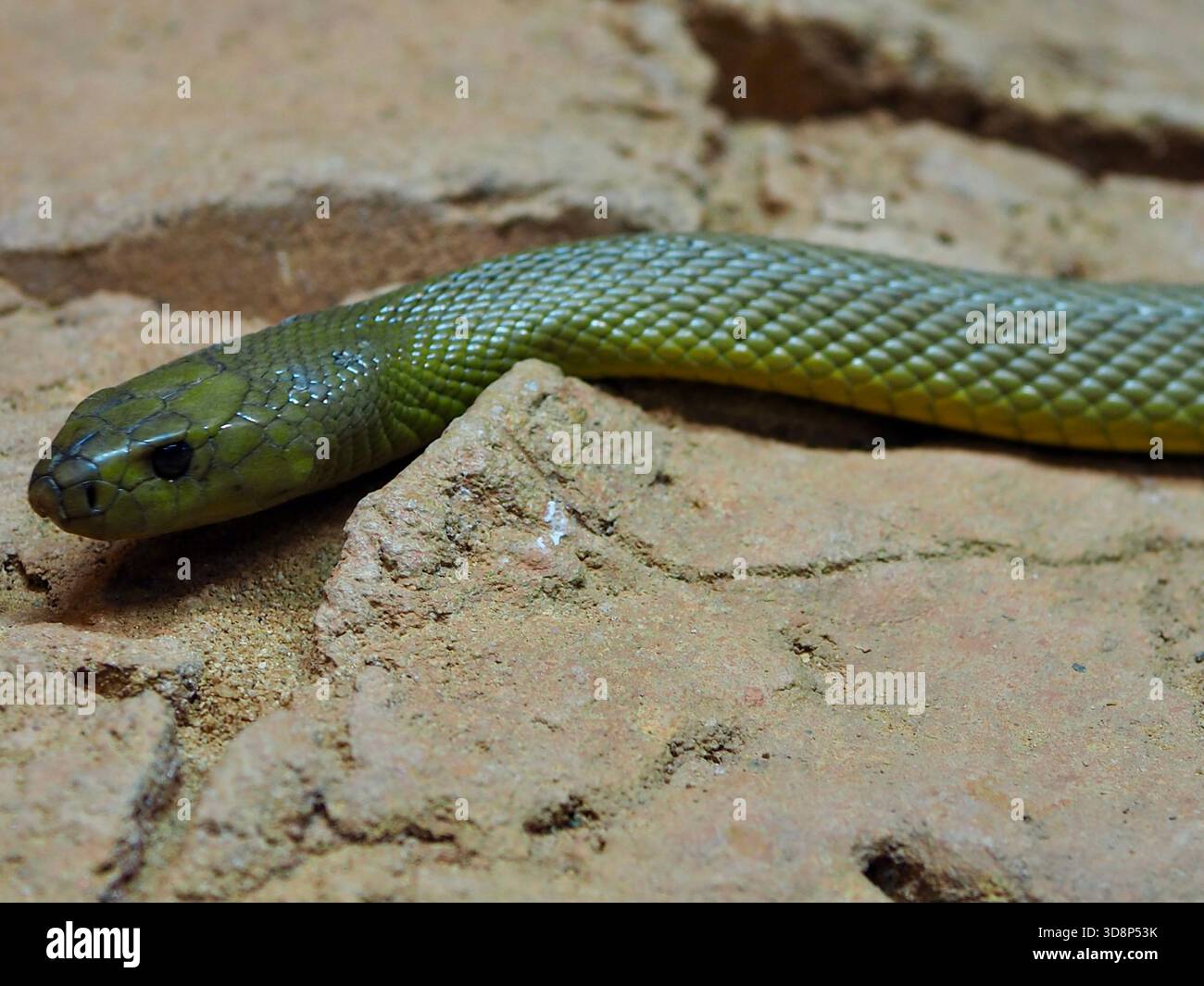 Herrlich aktiv agil Inland Taipan in außergewöhnlicher Schönheit. Stockfoto