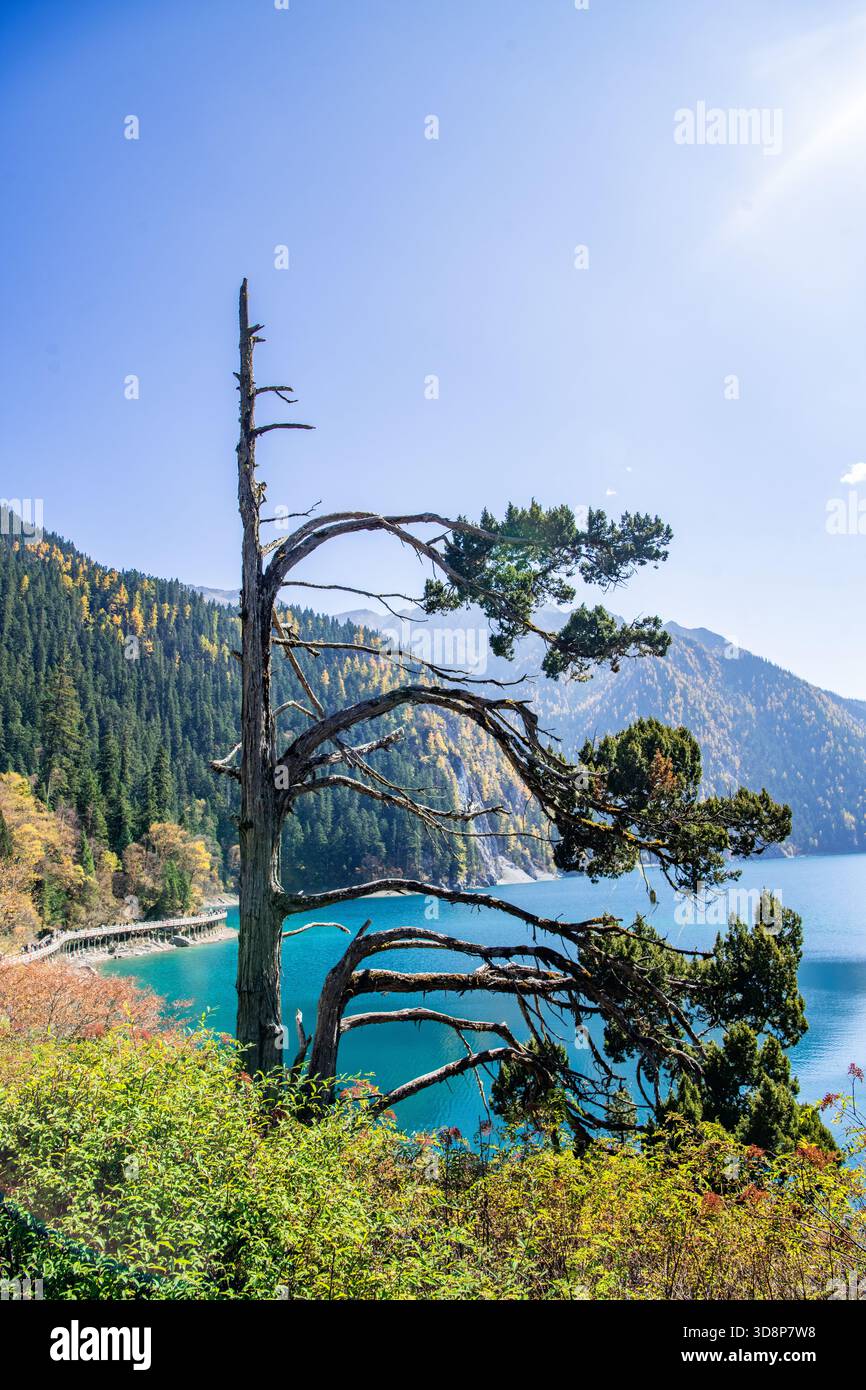 Einzigartiger, schiefer Baum mit Blick auf einen hellen türkisfarbenen See im Jiuzhaigou-Nationalpark, Sichuan, China. Stockfoto