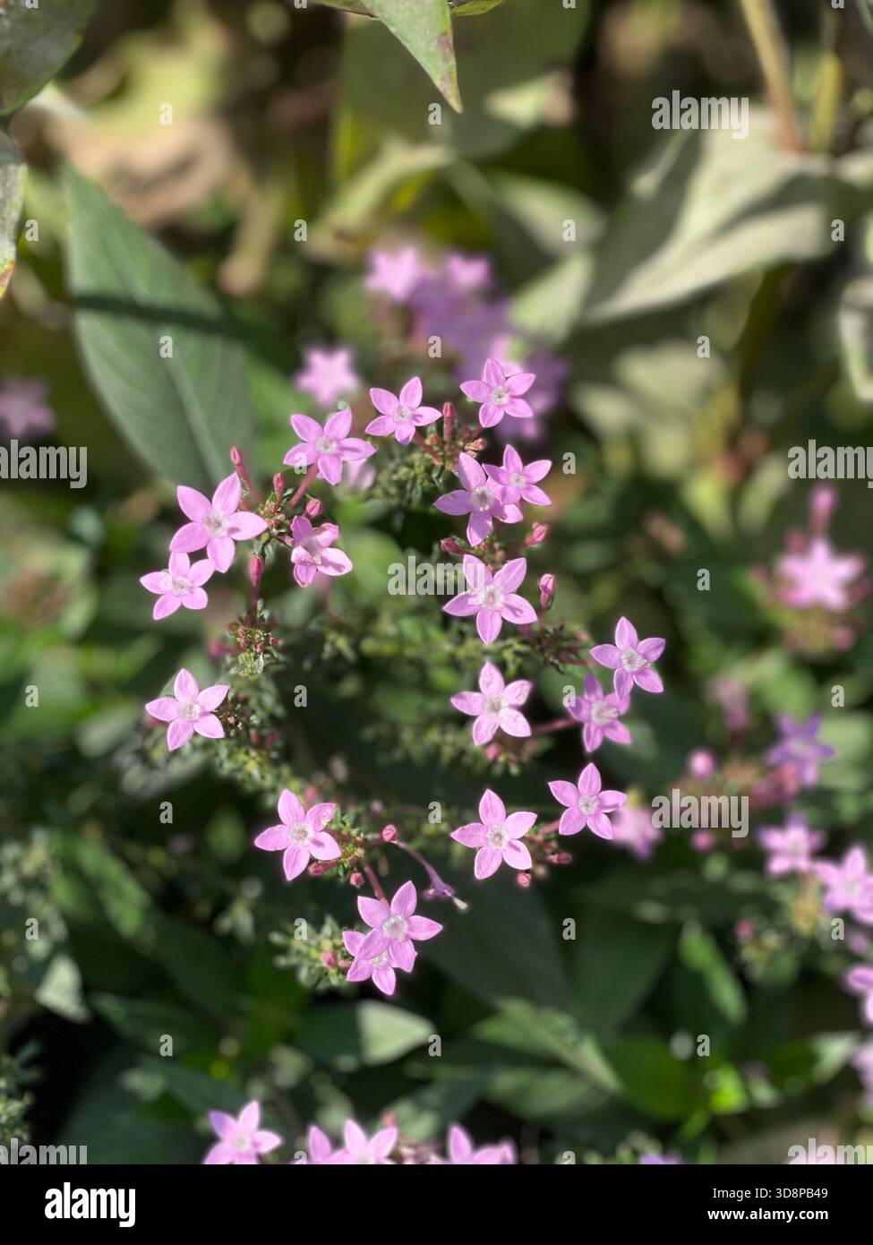 Pentas lanceolata in leuchtend rosa Blüte im Central Park, New York City. - Smartphone-aufgenommenes Stockfoto