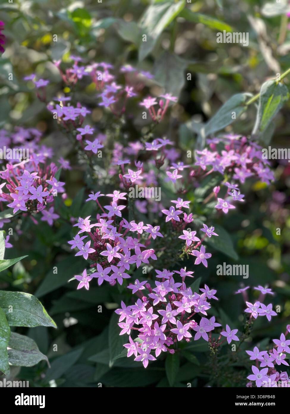Pentas lanceolata in leuchtend rosa Blüte im Central Park, New York City. - Smartphone-aufgenommenes Stockfoto