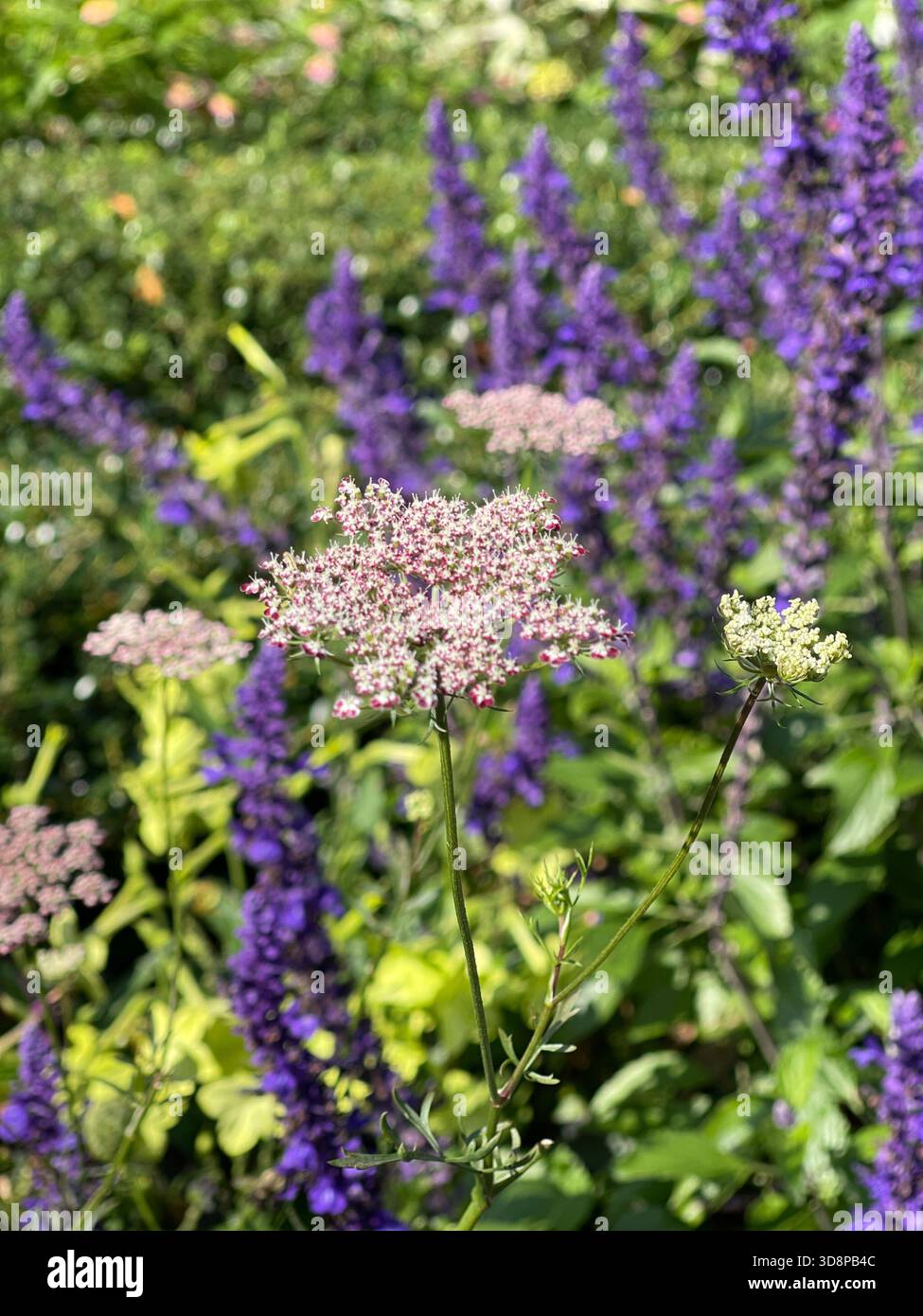 Blauer Salbei in voller Blüte – die stille Magie des Central Parks. - Smartphone-aufgenommenes Stockfoto