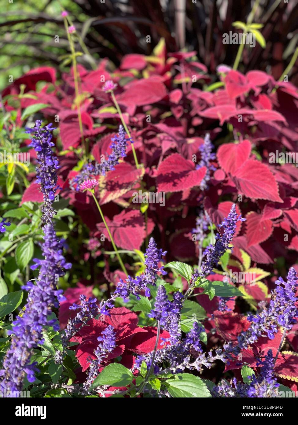 Blauer Salbei in voller Blüte – die stille Magie des Central Parks. - Smartphone-aufgenommenes Stockfoto