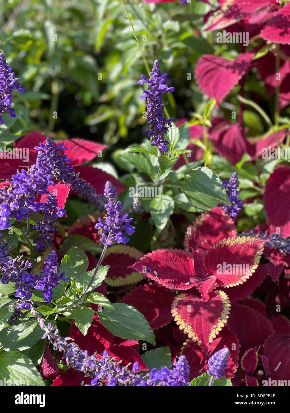 Blauer Salbei in voller Blüte – die stille Magie des Central Parks. - Smartphone-aufgenommenes Stockfoto