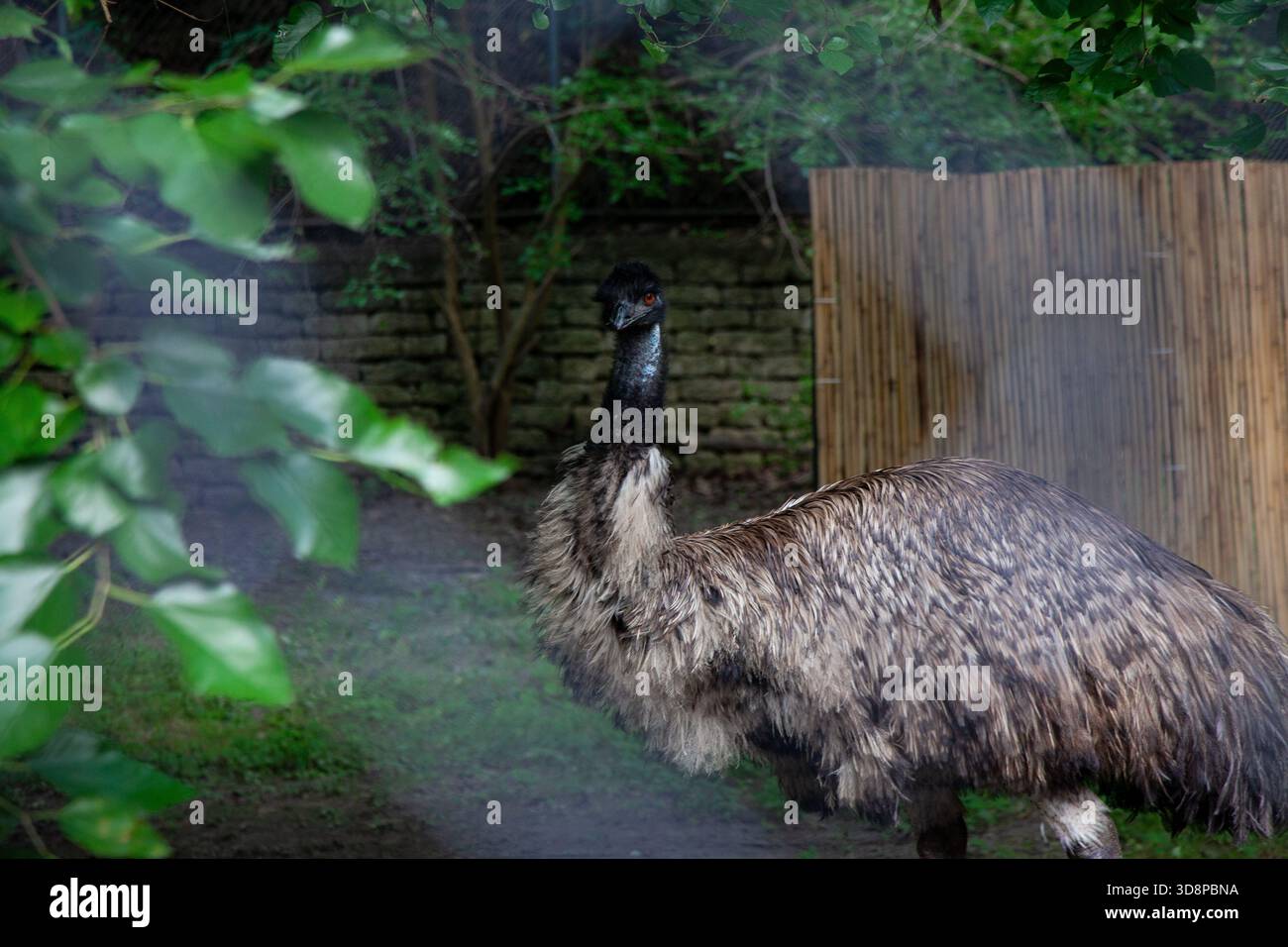 Ein emu, der in grünem Gras in einem Wildschutzgehege steht, zeigt seine strukturierten Federn, seinen langen Hals und sein leuchtend orangefarbenes Auge. Stockfoto