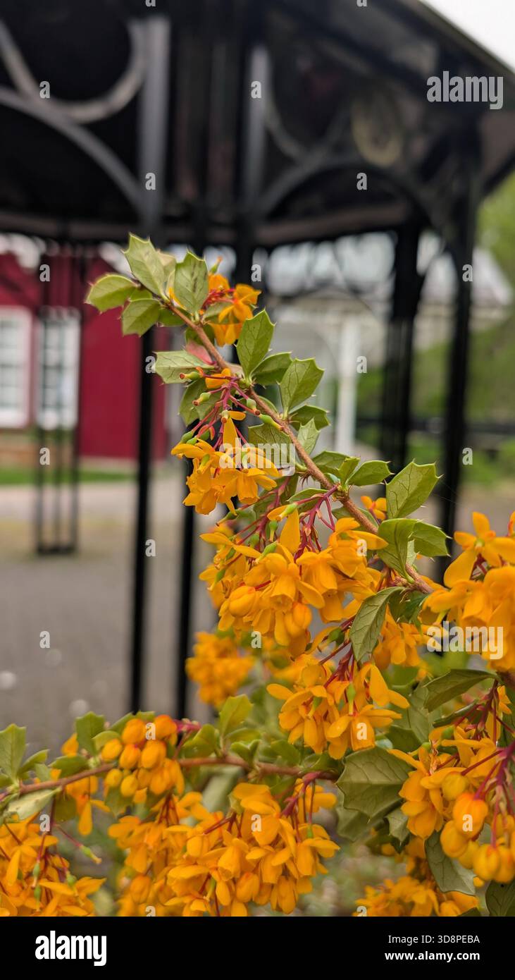 Goldene Frühlingsblumen umrahmen das kunstvolle Eisen der alten viktorianischen Station Strathpeffer – ein friedliches Highland-Relikt in Blüte Stockfoto