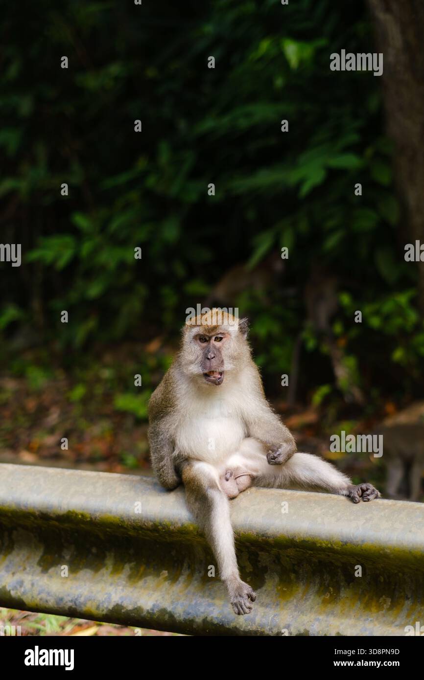 Ein Affe bewegt sich entlang eines Metallgeländes in einem waldreichen Gebiet, umgeben von lebhaftem Grün. Andere Affen sind im Hintergrund zu sehen, was zu Th beiträgt Stockfoto