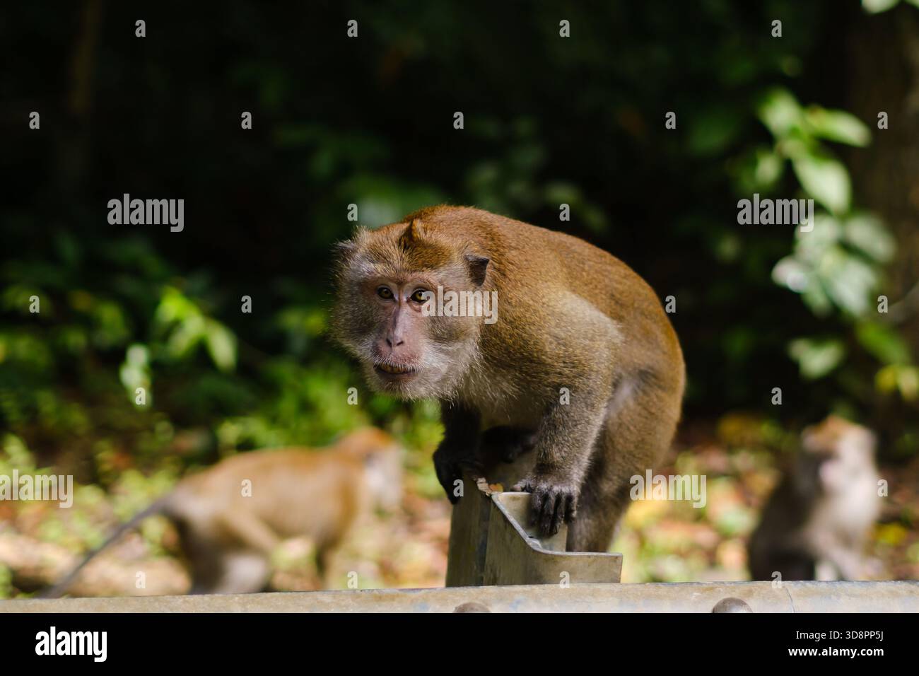 Ein Affe bewegt sich entlang eines Metallgeländes in einem waldreichen Gebiet, umgeben von lebhaftem Grün. Andere Affen sind im Hintergrund zu sehen, was zu Th beiträgt Stockfoto