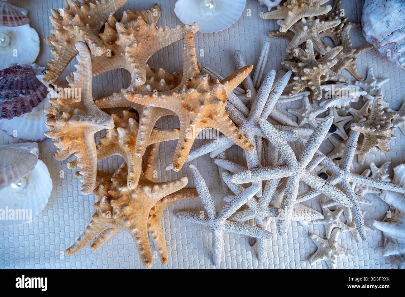 Doha, Katar - 01. Dezember 2025: Collage mit Seestern oder Seesternen und Perlen isoliert auf weiß, verschiedene Winkel Stockfoto