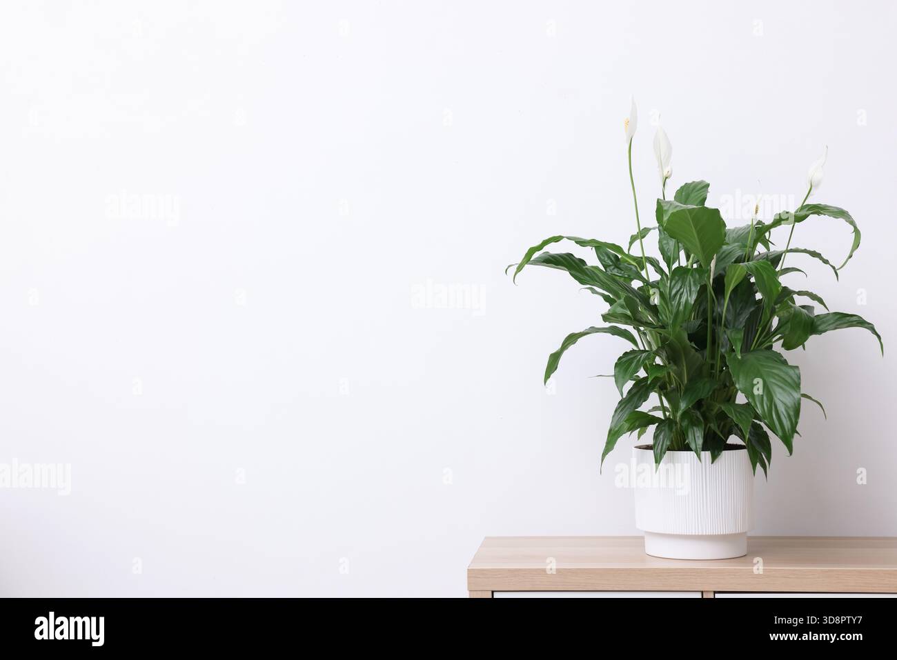 Schne Spathiphyllum (Friedenslilie) Zimmerpflanze mit Blumen auf Holztisch  in der Nhe der weien Wand. Leerzeichen fr Text Stockfotografie - Alamy
