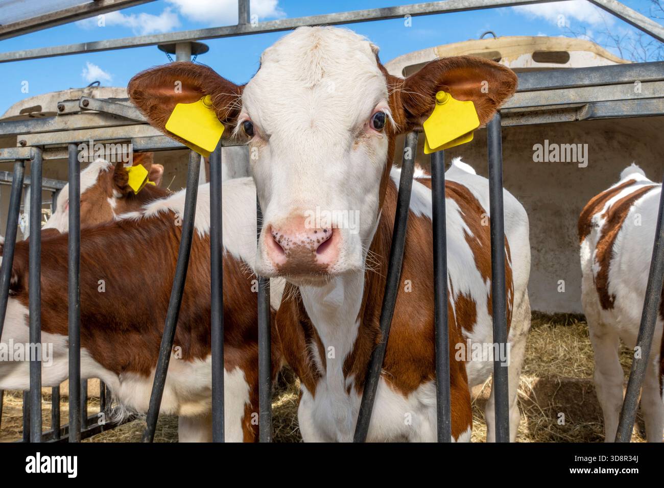 Wadenkopf-Optik, ein weißer Igluhstall aus Plastik, große ungeschriebene, leerstehende Tieretiketten Stockfoto