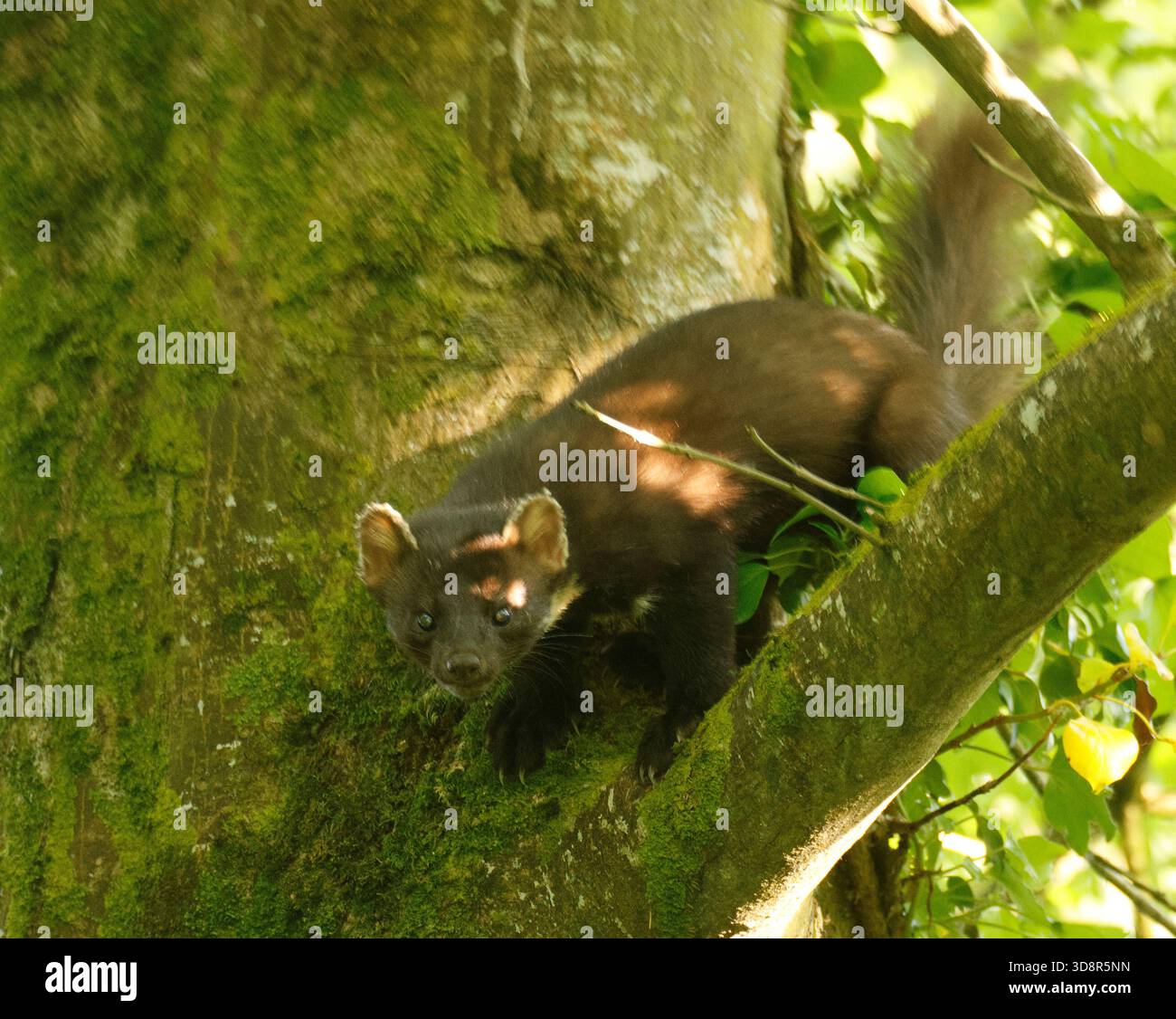 Baummarder Stockfoto