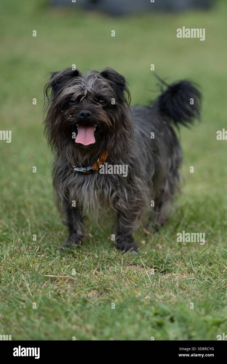 Super Scruffy Mutt läuft in Gras schwarz und braun glücklich Stockfoto